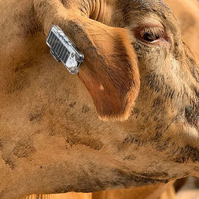 Ceres Smart Ear Tag Tracks Cattle Health
