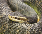 Snake Venom-Infused Hydrogel Stops Bleeding in Seconds