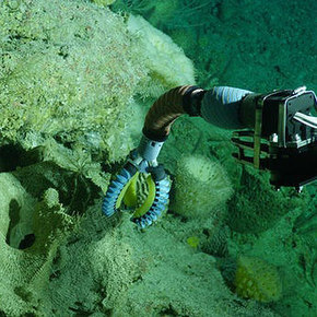 Soft Robotic Arm Safely Handles Ocean Creatures