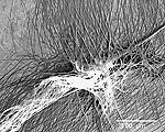 Spider's Silk Inspires Powerful Adhesive