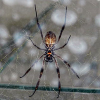 Spider Silk Could Heal Damaged Nerves