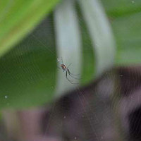 Spider Silk Could Offer Better Hearing Aids