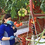 Sundrop Farms Grows Tomatoes with Seawater