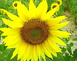 Sunflower Inspired Solar Farms