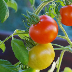 Tomato Aroma Protects Against Pests and Drought