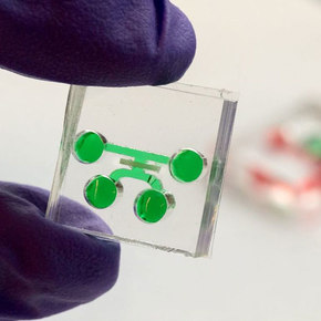 Tooth on a Chip Speeds Dental Research