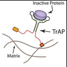 TrAPs Molecule Attracts Cells for Intelligent Healing