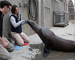 Wake-Free Robot Inspired by Sea Lions
