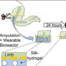 Wearable Bioreactor Regenerates Limbs