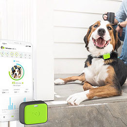 Whistle Wearables Track Pets and Their Health