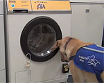Woof to Wash Lets Service Dogs Do the Laundry