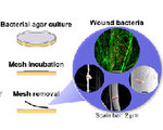 Wound Dressing Attracts Bacteria