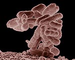 Crowdsourcing Helps Tackle a Killer E. coli Outbreak
