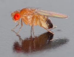 side view of house fly